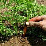 Как правильно прореживать морковь и свёклу, чтобы получить щедрый урожай 14 Как правильно прореживать морковь и свёклу, чтобы получить щедрый урожай