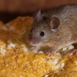 Рабочий способ избавиться от мышей в доме: убегут без оглядки