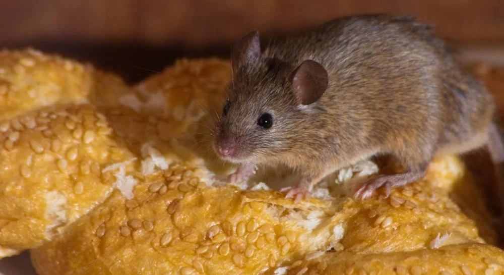 Рабочий способ избавиться от мышей в доме: убегут без оглядки