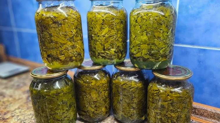 Каждый год заготавливаю по 40 банок! Самый простой рецепт щавеля на зиму — без соли и уксуса