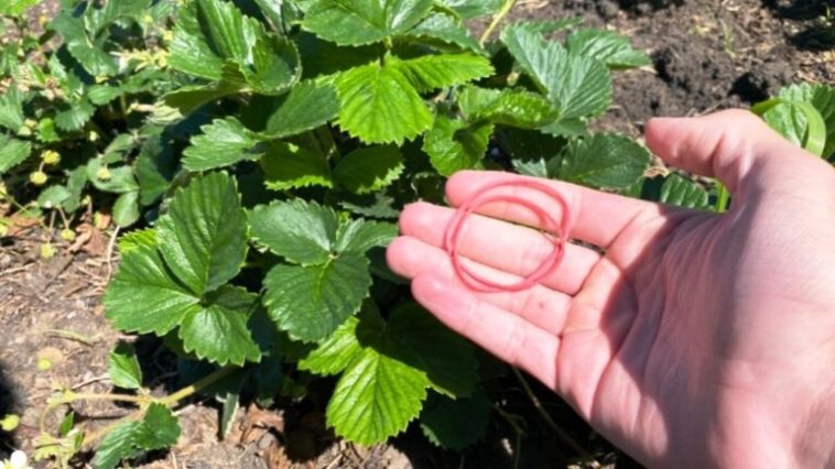 Канцелярские резинки и клубника: простая находка, которая изменила всё