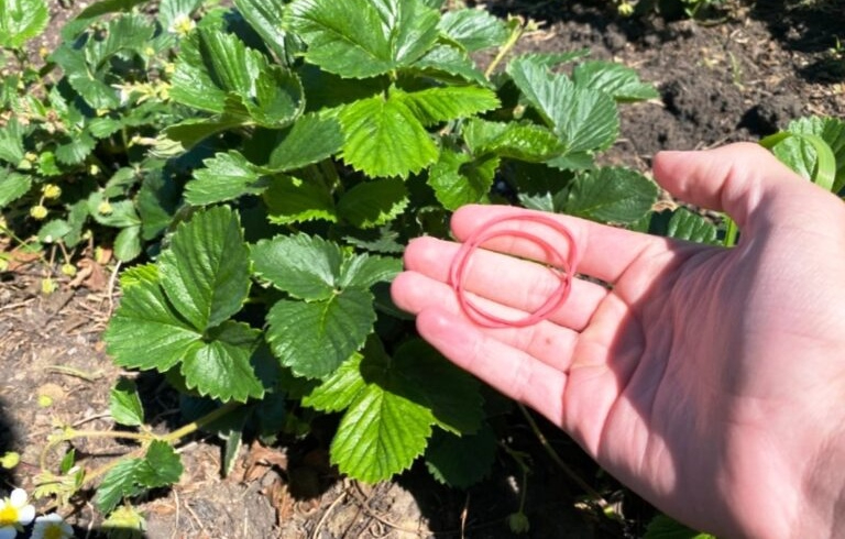 Канцелярские резинки и клубника: простая находка, которая изменила всё