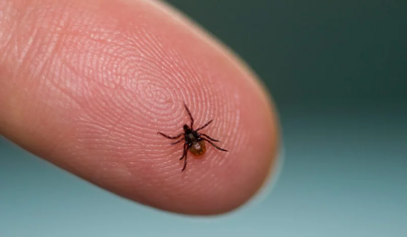 Как защитить себя от клещей: 6 простых лайфхаков, которые действительно работают