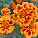 Бархатцы — «золото Пресвятой Девы»: цветут до морозов и лечат тело и душу