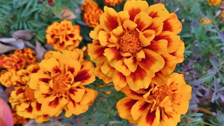 Бархатцы — «золото Пресвятой Девы»: цветут до морозов и лечат тело и душу