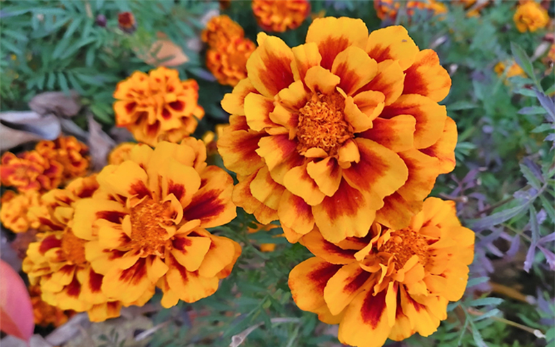 Бархатцы — «золото Пресвятой Девы»: цветут до морозов и лечат тело и душу