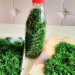 Свежий укроп круглый год: как сохранить ароматную зелень надолго