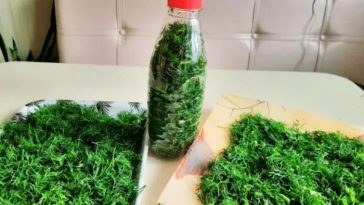 Свежий укроп круглый год: как сохранить ароматную зелень надолго