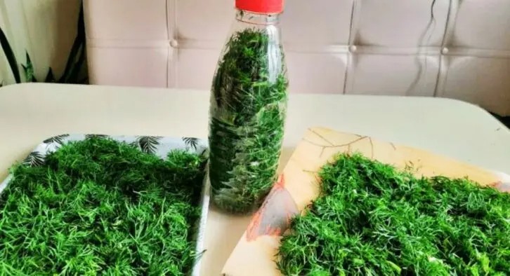 Свежий укроп круглый год: как сохранить ароматную зелень надолго