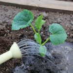Чем полить рассаду огурцов сразу после высадки, чтобы она не тормозила в росте 14 Чем полить рассаду огурцов сразу после высадки, чтобы она не тормозила в росте