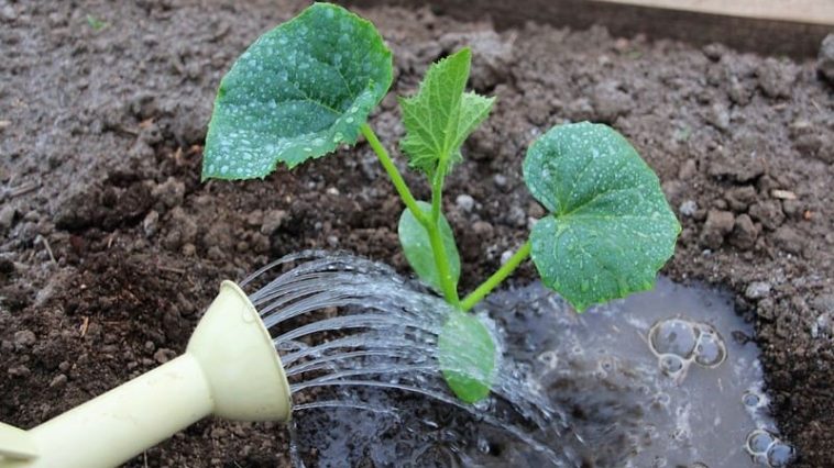 Чем полить рассаду огурцов сразу после высадки, чтобы она не тормозила в росте