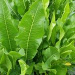 Листья хрена — кладезь пользы, о которой мало кто догадывается. Успейте заготовить!