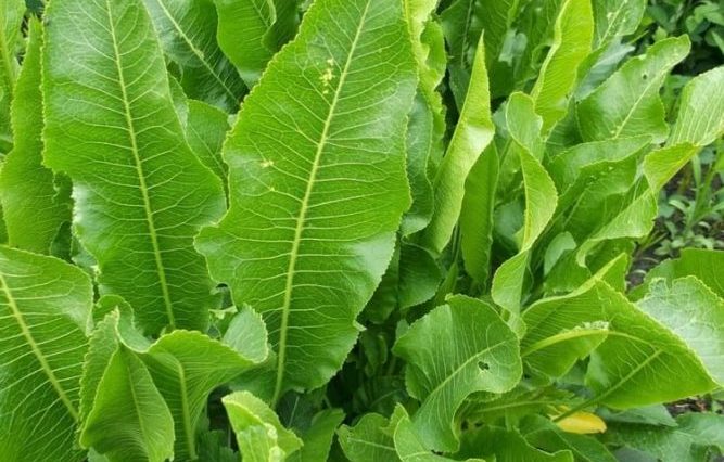 Листья хрена — кладезь пользы, о которой мало кто догадывается. Успейте заготовить!