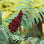 Удивительные преимущества сумаха и как его использовать 13 Удивительные преимущества сумаха и как его использовать