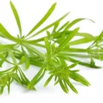 🌿 Клеверс (Galium aparine): природный помощник для лимфы и очищения организма 15 xshare 21