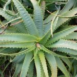 🌱 Столетник — зелёный доктор у вас дома 14 13716.pg4i70.850