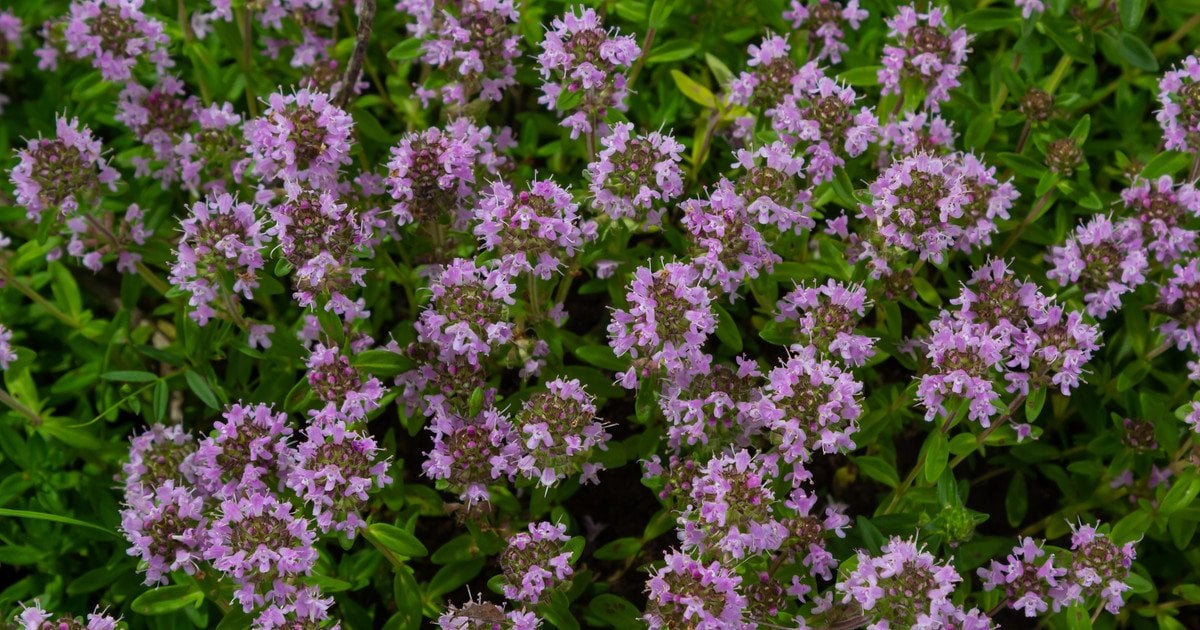 Целительный дар природы: трава, побеждающая болезни