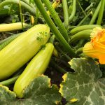 Кабачки зацвели — самое время для обязательных подкормок! 17 Кабачки зацвели — самое время для обязательных подкормок!