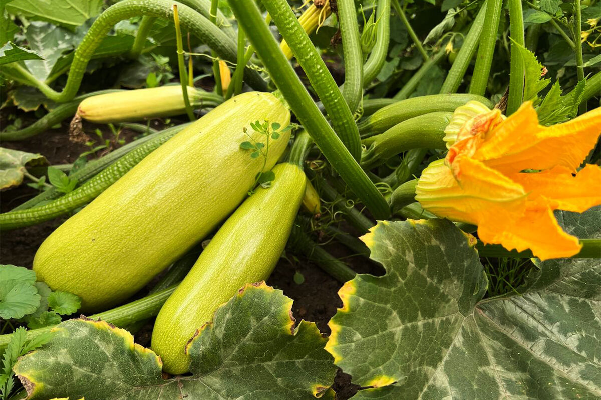 Кабачки зацвели — самое время для обязательных подкормок!