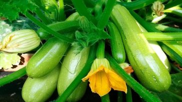 Секрет прабабушки: опрыскиваю кабачки медом — урожай просто зашкаливает