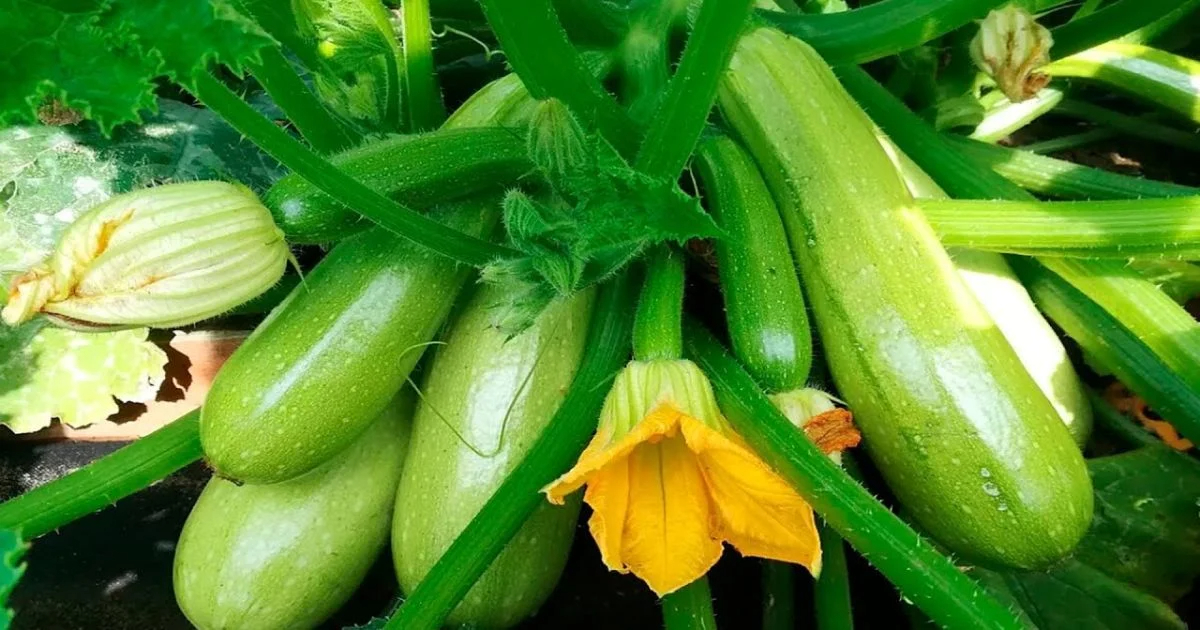 Секрет прабабушки: опрыскиваю кабачки медом — урожай просто зашкаливает