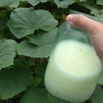 Сыворотка — натуральная защита и подкормка для огурцов и томатов 11 Сыворотка — натуральная защита и подкормка для огурцов и томатов