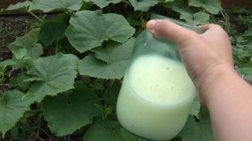 Сыворотка — натуральная защита и подкормка для огурцов и томатов