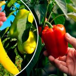Секретная сила банана: почему стоит закопать его перед посадкой перца 12 Секретная сила банана: почему стоит закопать его перед посадкой перца