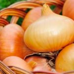 Почему лук часто вырастает мелким: дело не только в почве