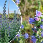 Синяк обыкновенный: польза, лечебные свойства и рецепты применения 14 Синяк обыкновенный: польза, лечебные свойства и рецепты применения