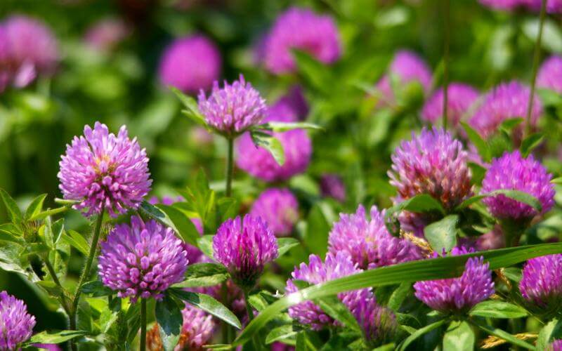 Клевер – природный эликсир молодости и здоровья