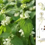 Белая глухая крапива (Lamium album): лечебные свойства, польза и рецепты применения 15 Белая глухая крапива (Lamium album): лечебные свойства, польза и рецепты применения