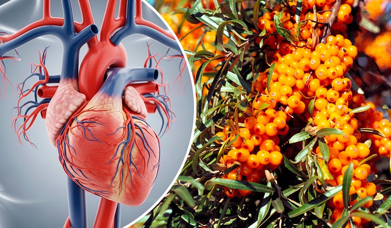 Облепиха — «золотая ягода» для здоровья и красоты: польза и лучшие рецепты применения