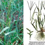 🌿 Пальчатка (свинорой) — Cynodon dactylon: целебная трава, которая лечит 17 Palchatka krovospinyayucha