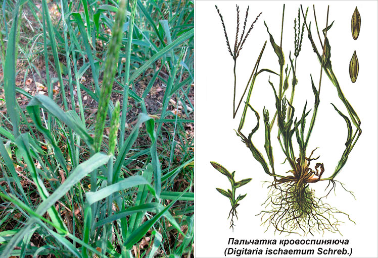 Palchatka krovospinyayucha