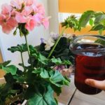 Натуральная подкормка для комнатных растений: простой секрет, который оживит ваши цветы 13 Натуральная подкормка для комнатных растений: простой секрет, который оживит ваши цветы