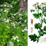 Tanacetum parthenium