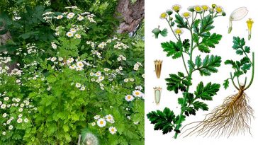 Tanacetum parthenium