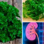 Чай из петрушки: натуральная польза для здоровья 15 Чай из петрушки: натуральная польза для здоровья