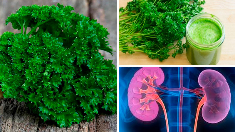 Чай из петрушки: натуральная польза для здоровья