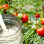 Когда подкармливать помидоры бором, чтобы они были крупными и вкусными 18 Когда подкармливать помидоры бором, чтобы они были крупными и вкусными