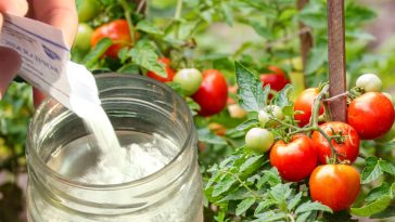 Когда подкармливать помидоры бором, чтобы они были крупными и вкусными