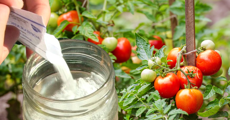 Когда подкармливать помидоры бором, чтобы они были крупными и вкусными