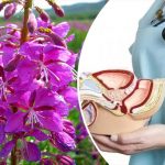 Иван-чай: Огненный целитель в каждом дворе 13 Иван-чай