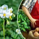 Как защитить картофель от вредителей перед окучиванием: проверенные народные методы 14 Картофель