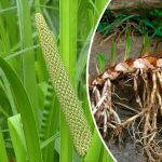 Аир: болотное растение с невероятными целебными свойствами 15 Аир