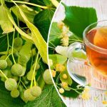 Липа: Ароматный целитель в каждом дворе 11 Липа