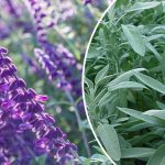 Шалфей: Ароматный целитель в каждом дворе 12 Шалфей