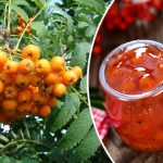 Рябина: огненный целитель за вашим забором 15 Рябина