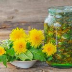 Одуванчик — народное сокровище под нашими ногами